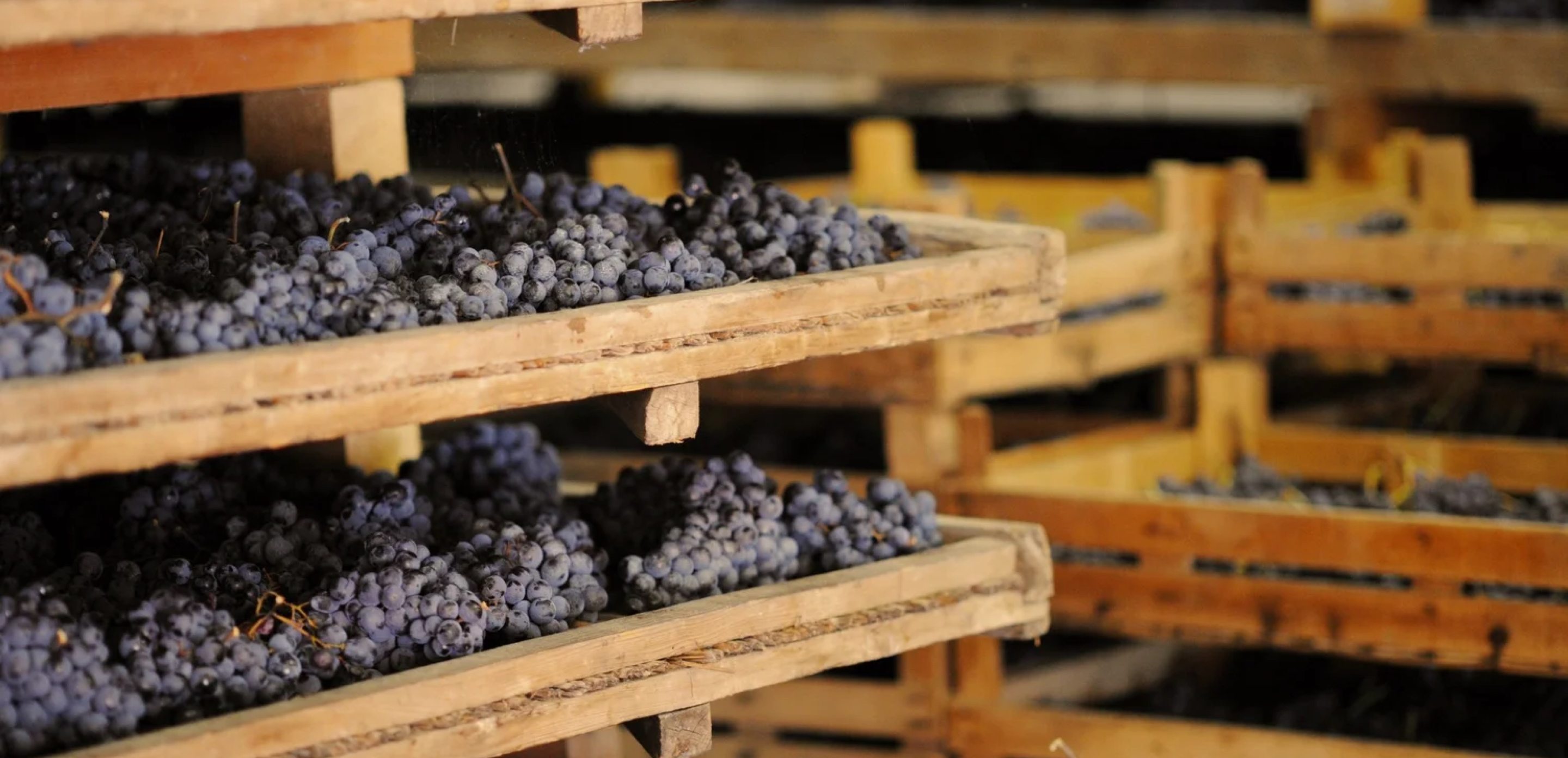 Valpolicella, Ripasso e Amarone